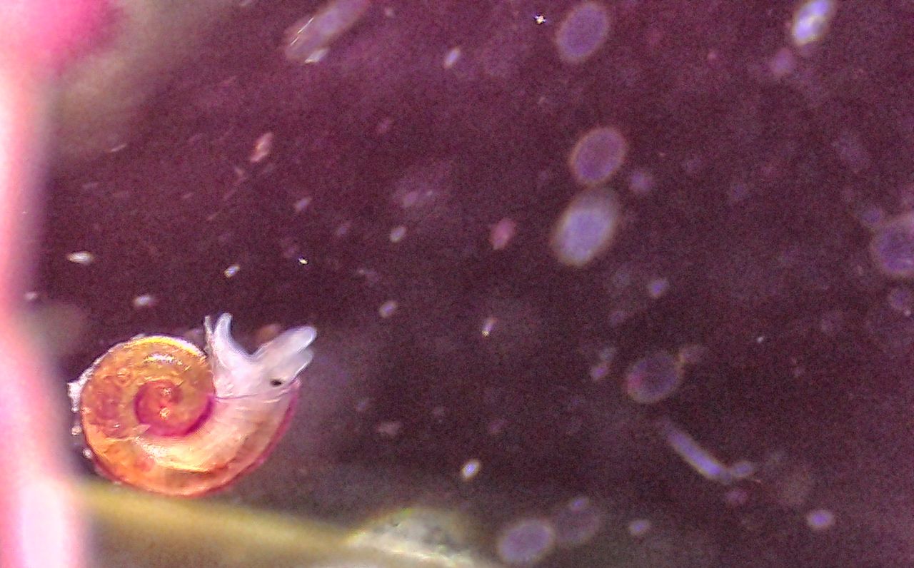 Alla scoperta delle post-larve dei molluschi Trochidae nei nostri mari